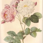 Vintage Botanicals