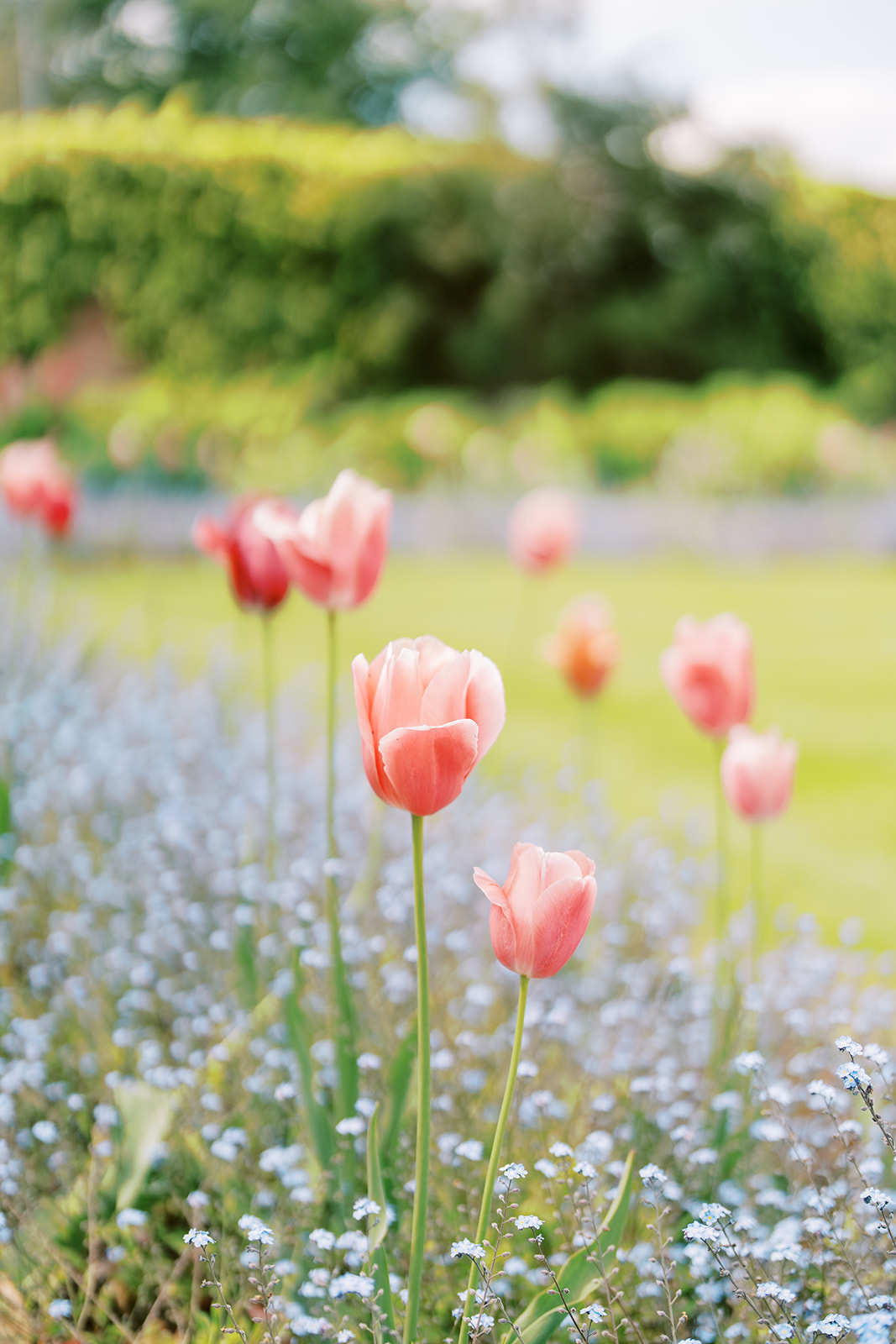 flowers at a Dromoland castle hotel