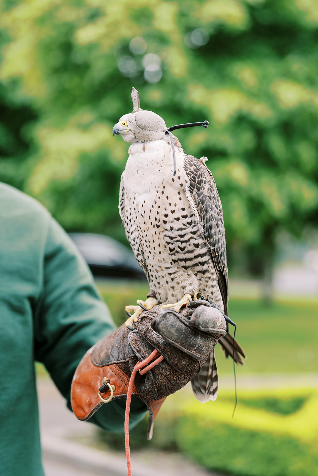 a peregrine falcon at a wedding at Dromoland Castle Hotel